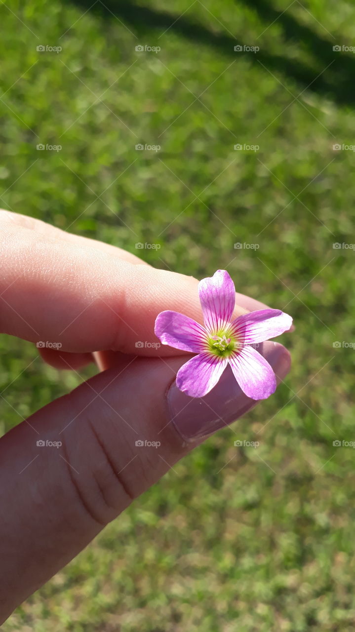 flor do campo