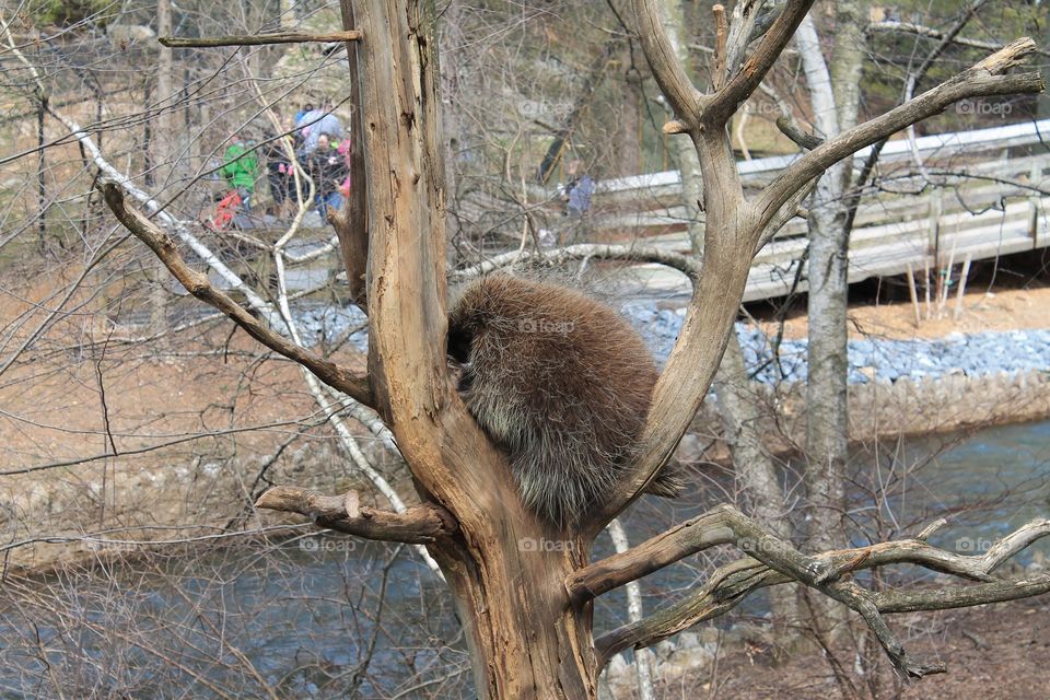 Adult Porcupine sleeping and chilling in its tree, has a view of the river that runs through the zoo. Taken at ZooAmerica in Hershey, Pennsylvania.