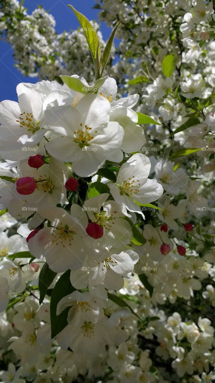 The beauty that Springtime brings. Flowering tree.