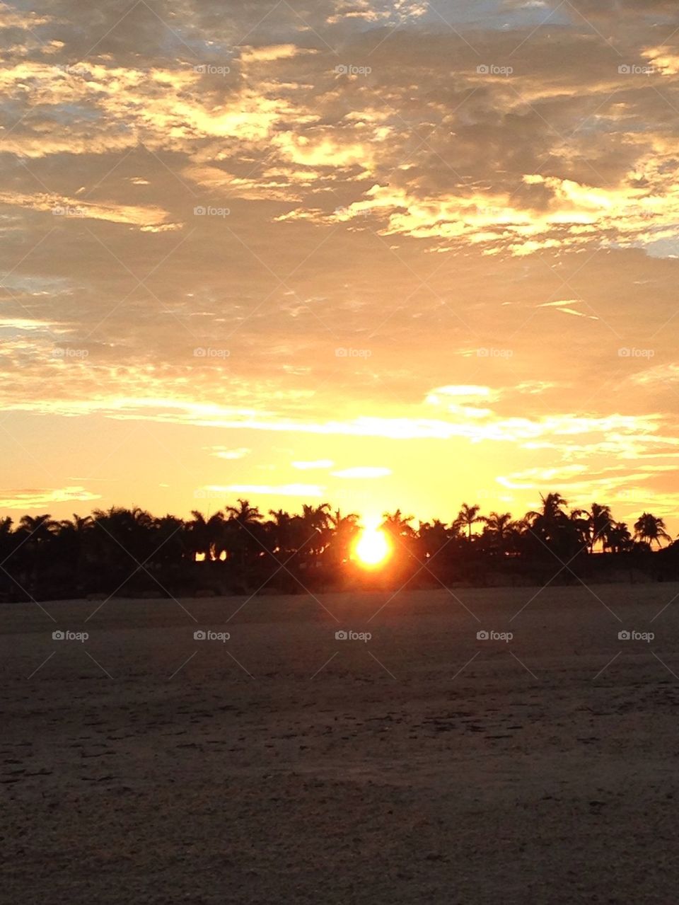 Sunrise through Palmtrees