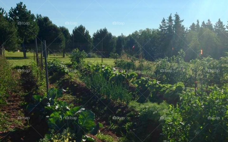 Green, country, organic vegetable garden on a sunny summer day. 