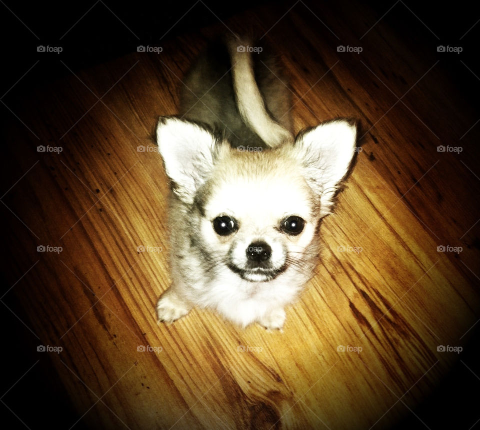 11 week old chihuahua puppy