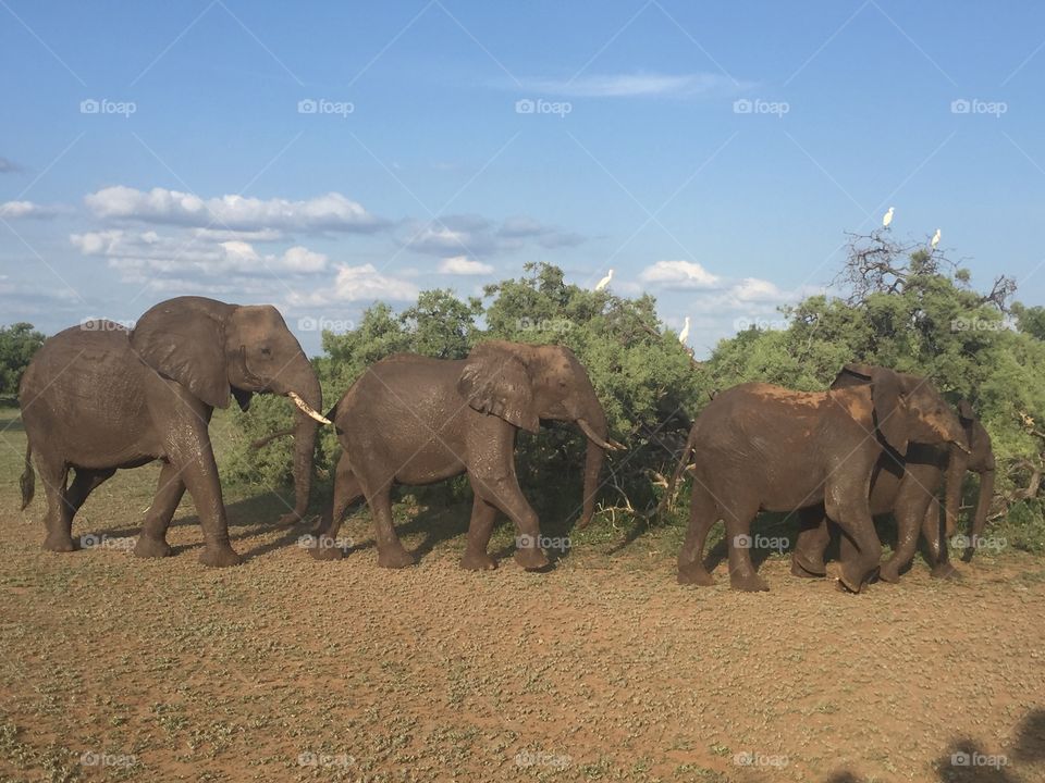 Elephant March 