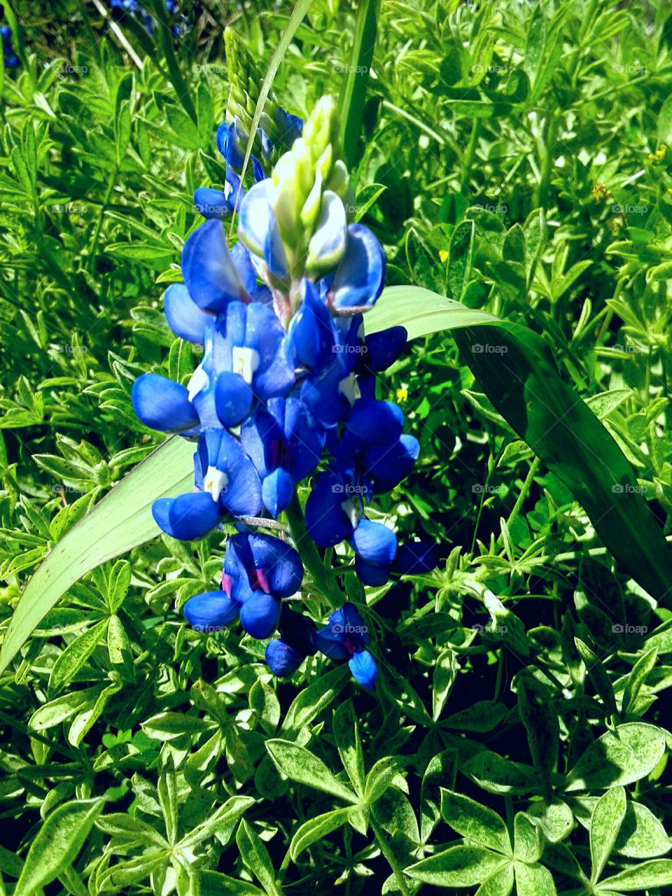 bluebonnet