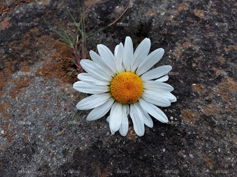 Tha daisy who was left alone