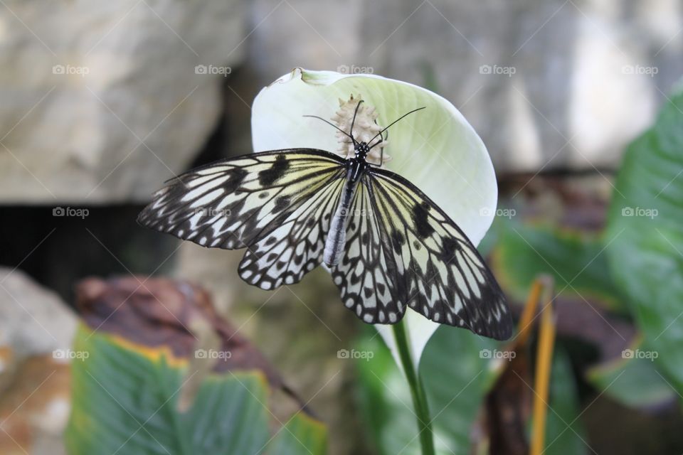 Gorgeous black yellow and white butterfly perched upon whitish yellowish flower petal. 