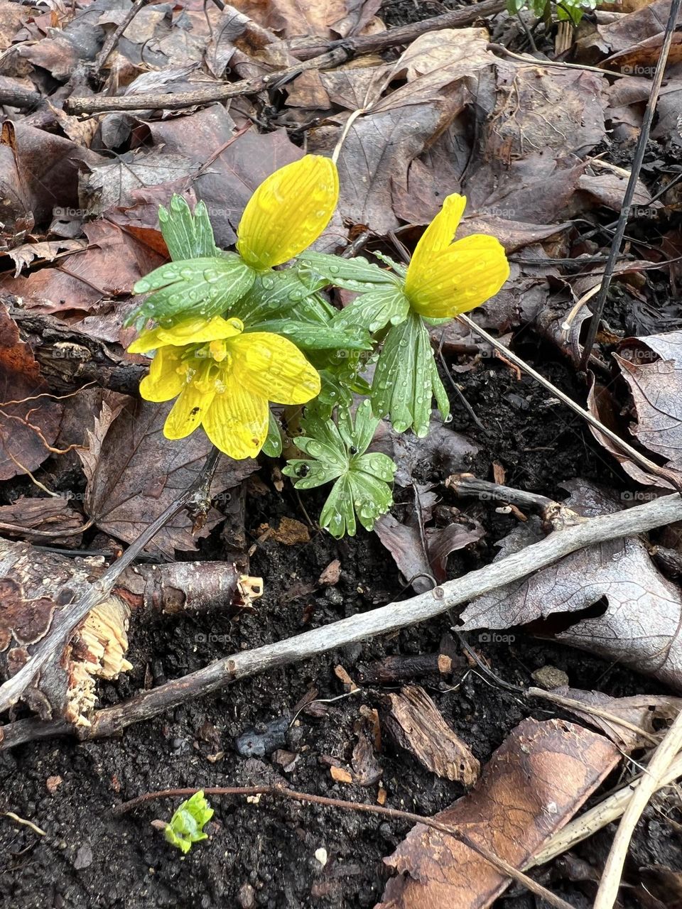 Winter Aconite