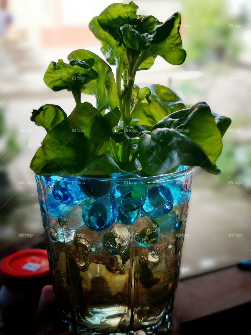 no soil for my plant