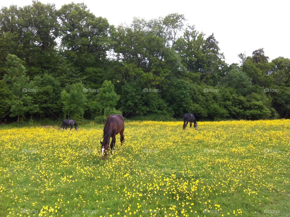 Buttercups