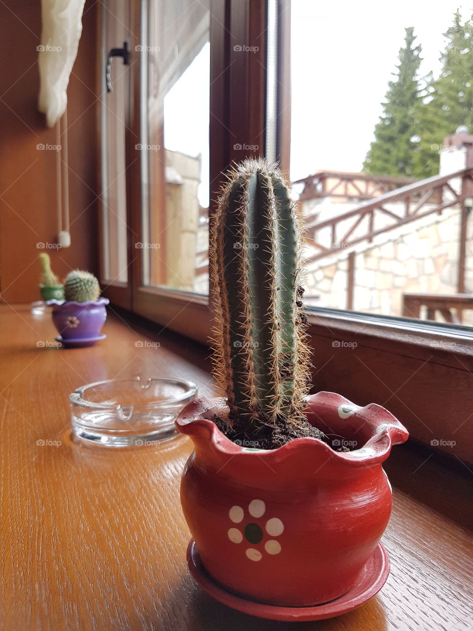 cactus besides window,mexico