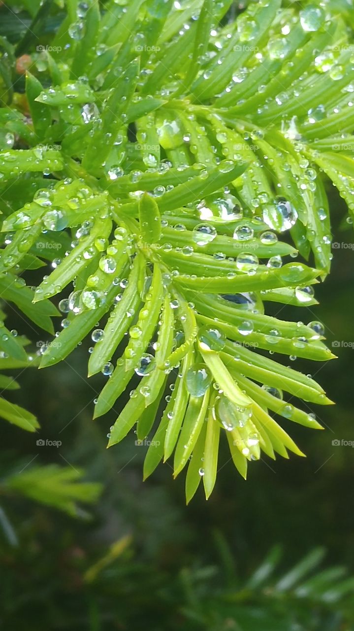 Raindrops on evergreen hedge, new growth, macros