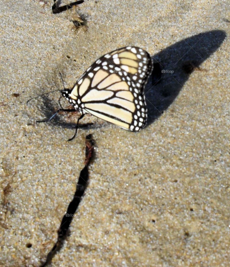 Beach Monarch