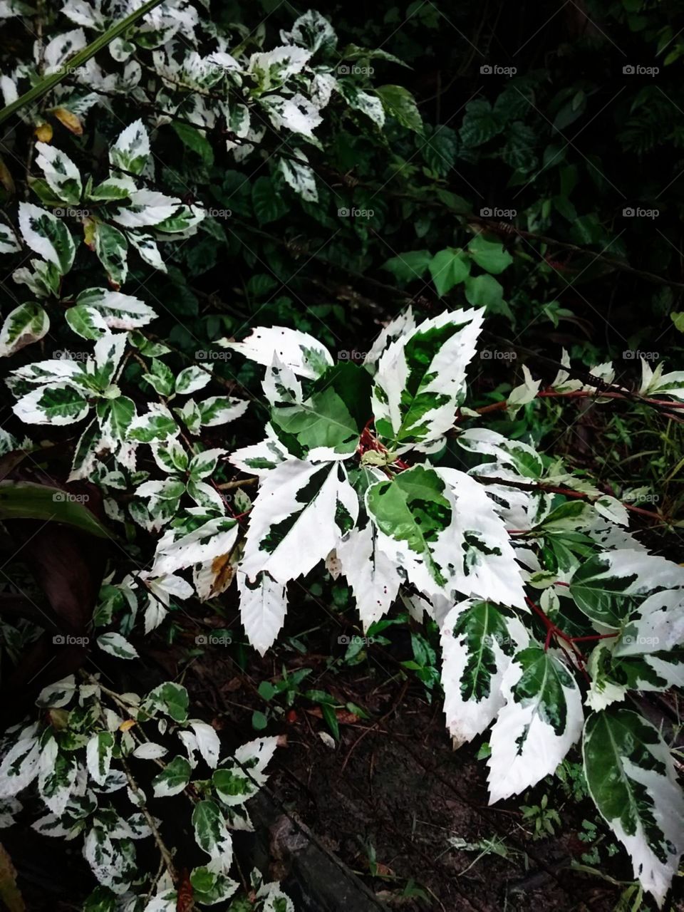 Folhas bicolores como pétalas de flores