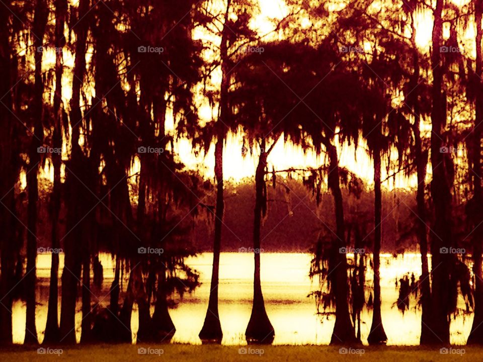 Afternoon cypress glow