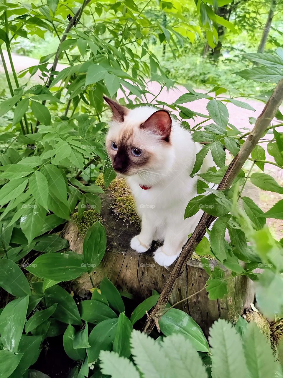 Scared white cat looking around in the middle of greenery