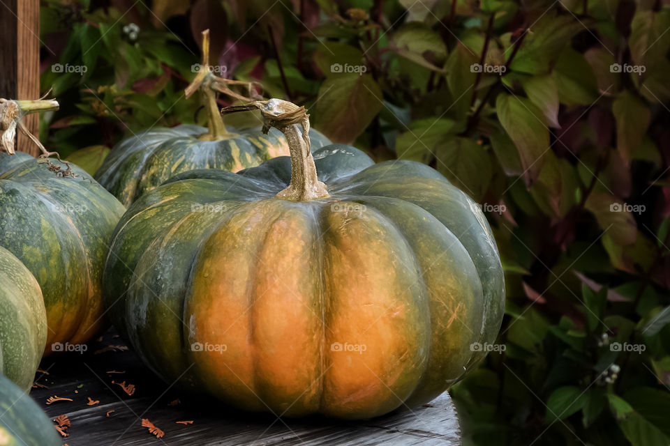 Still life of pumpkin