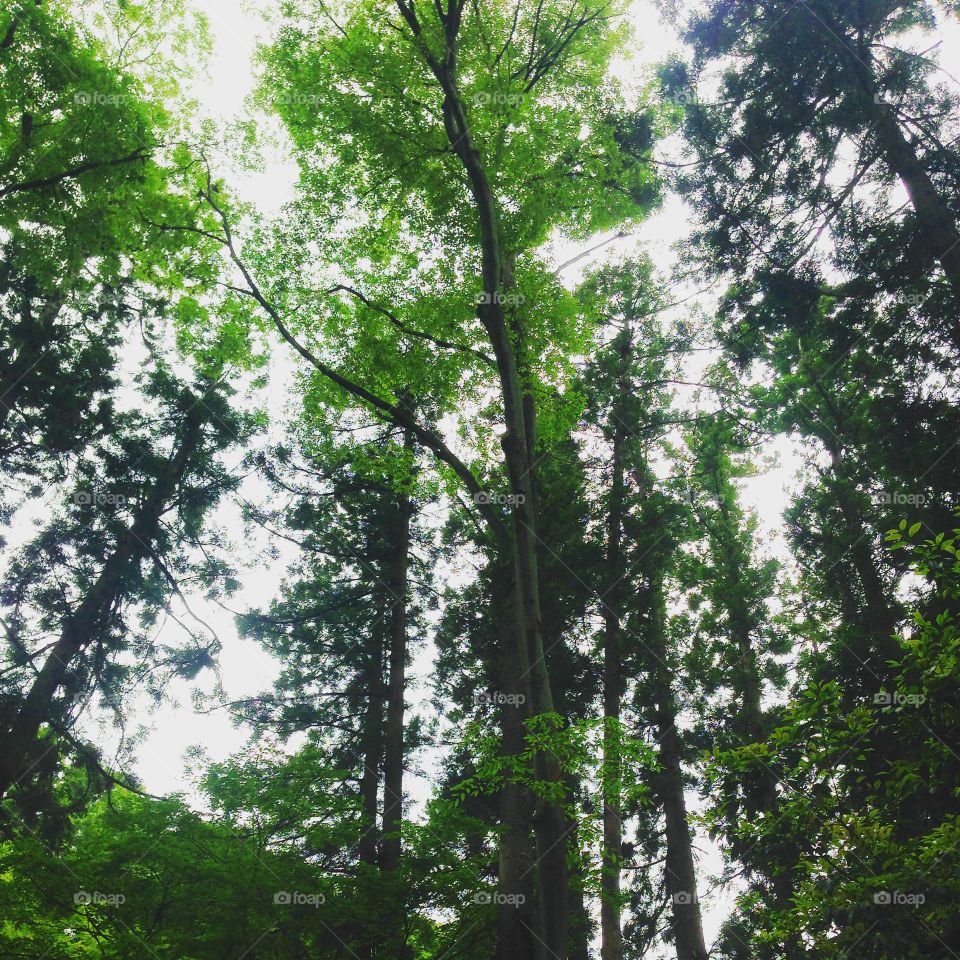 The Forest in Japan