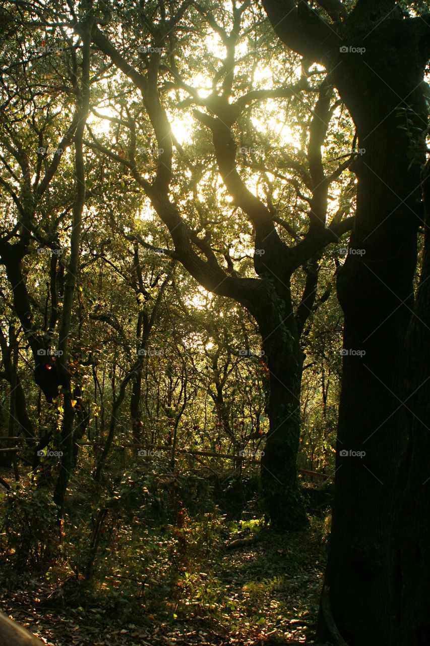 Inside woods while it's getting dark.