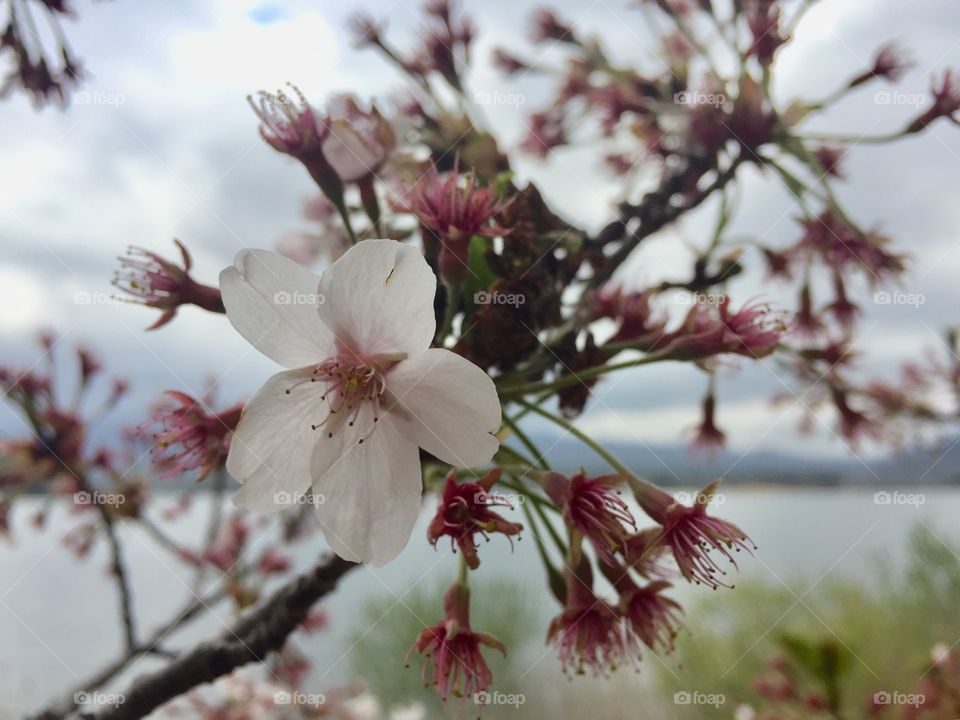 A cherry blossom by Kawaguchigo Lake.