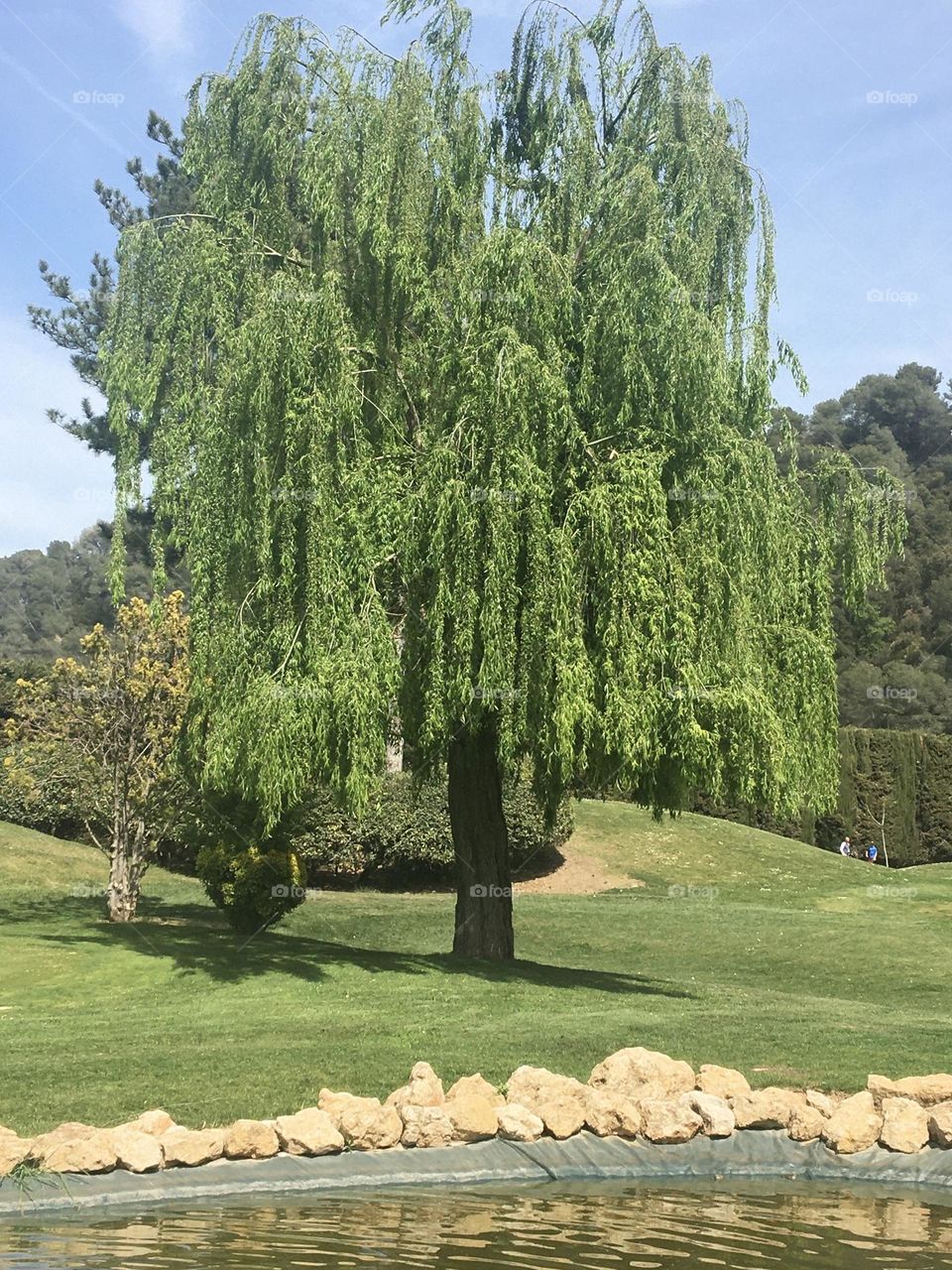 New foliage on weeping willow