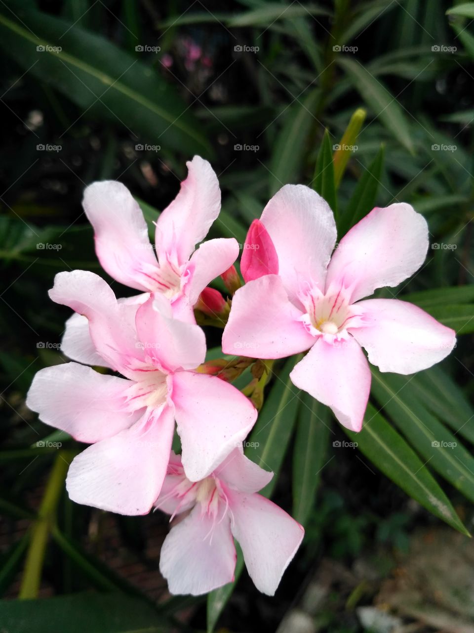 Beautiful pink flower