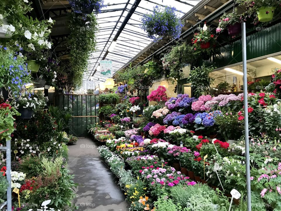 Discovering Paris. Flower market 