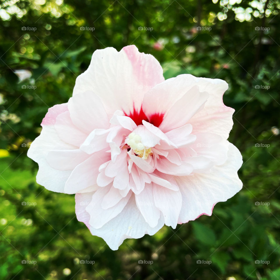 Complex hibiscus