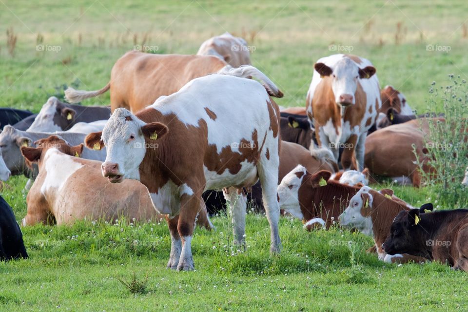 Cows on pasture . Cows on pasture 