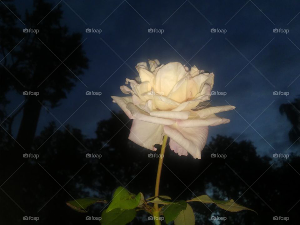 rose in night