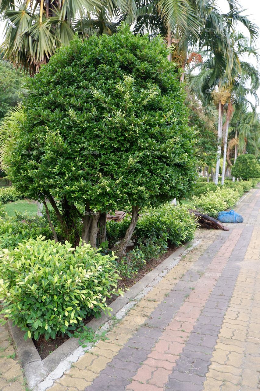 banyan tree trimmed canopy with fresh green leaves
