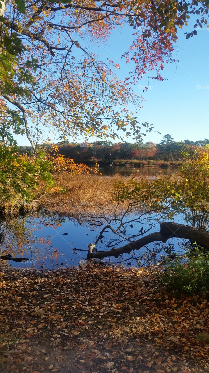 Tree, Fall, Nature, No Person, Landscape