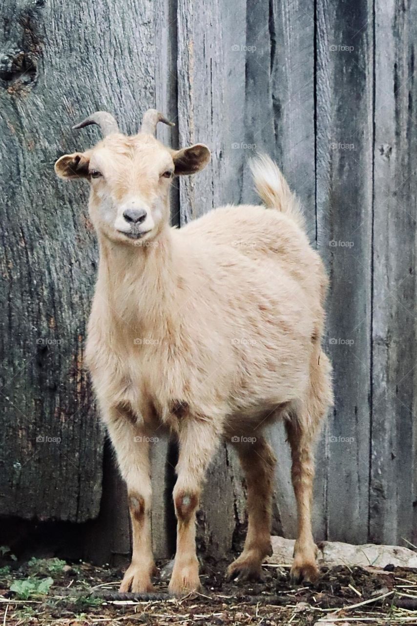 A domesticated farm goat wanders around the barnyard in Mount Juliet, Tennessee 