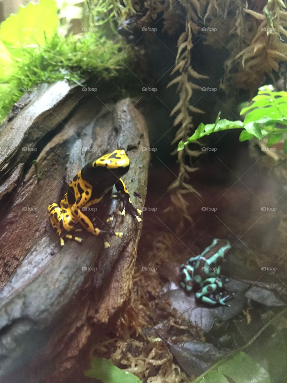 Tree frogs