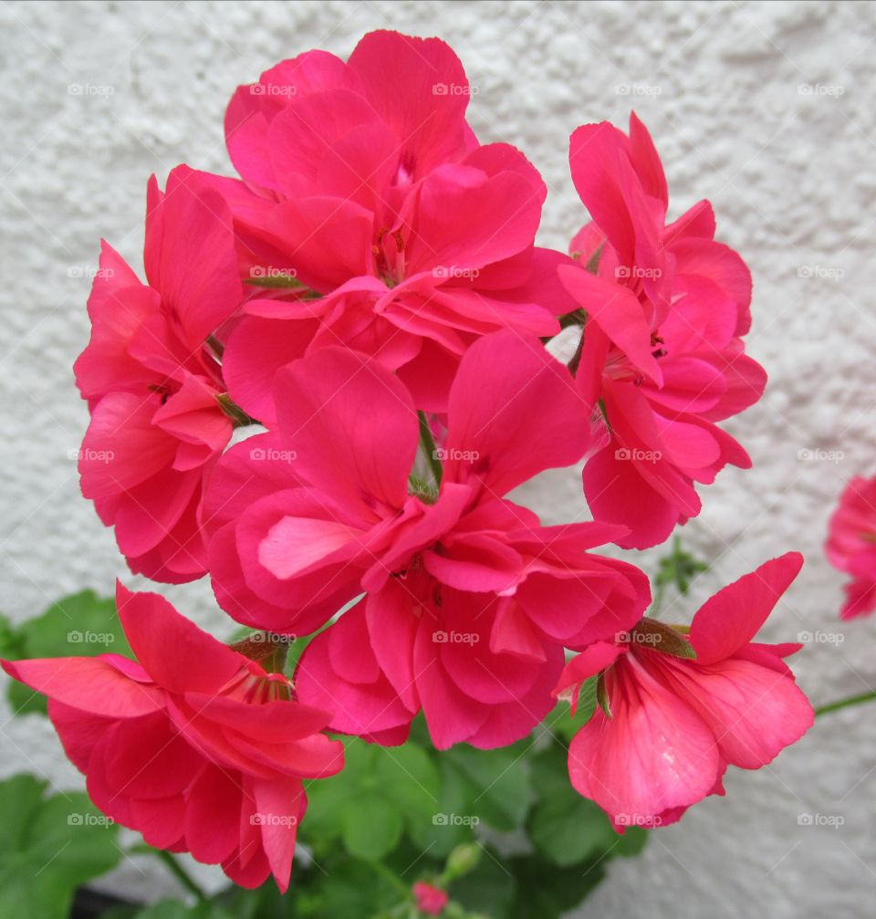 Cerise Geranium