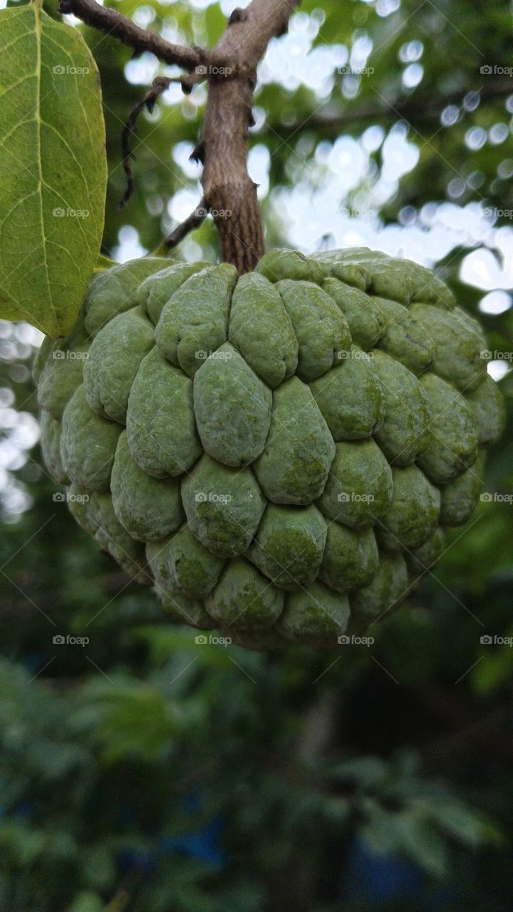 Custard apple: fruiting branch with sections of fruit and seeds.