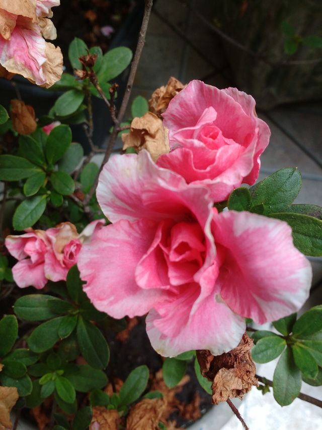 flower