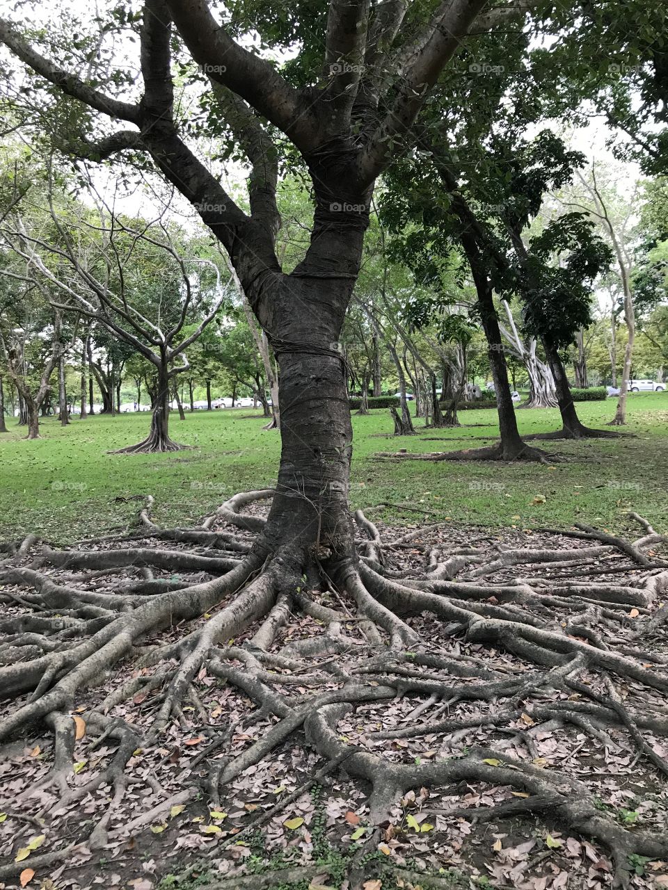 Beautiful roots