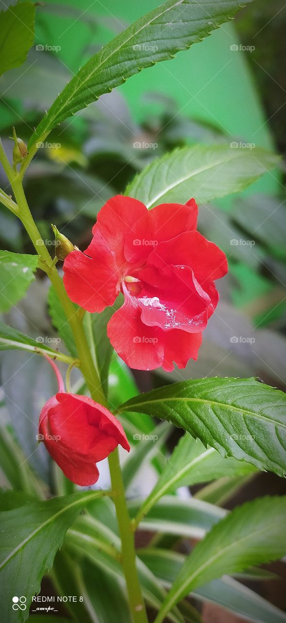 Red Balsam blooms that are endearing to your eyes. Who doesn't love the shades of red? From the tinge of a blushed face to that of the ripe strawberry. Red is the trend!