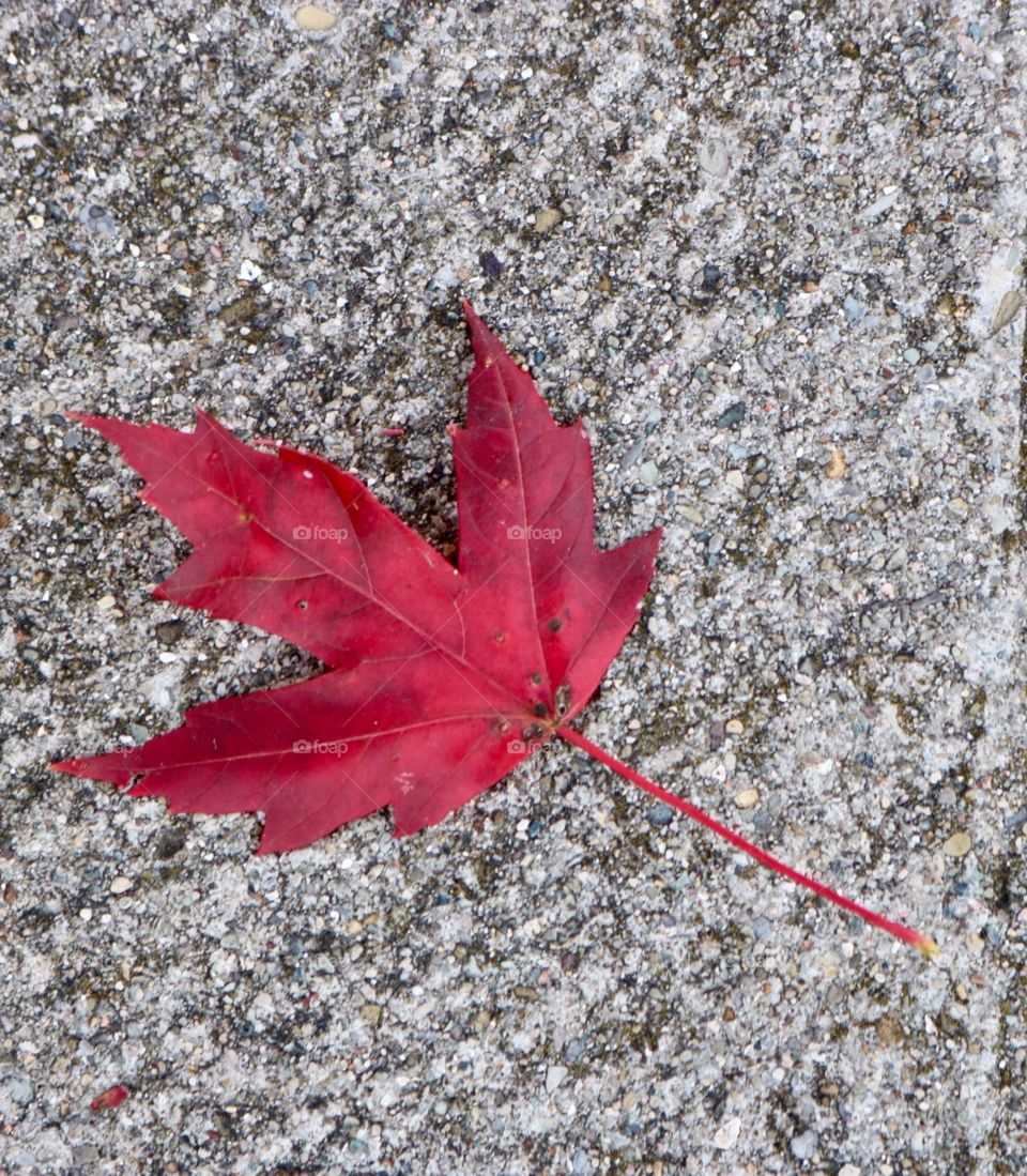 Red leaf on sidewalk 