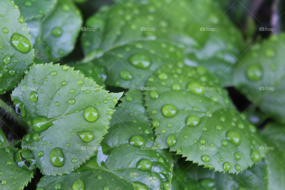 Bright green leaves after an April rain 