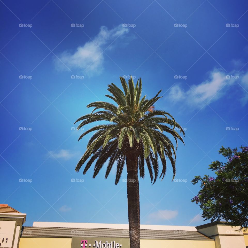 Palmtree