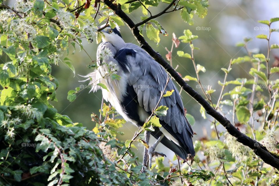gray heron;) tried to hide;) but she is watching me all the time ;)