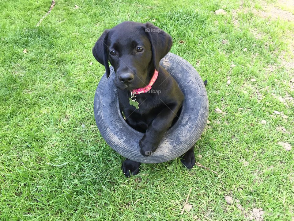 Black Labrador puppy inside tyre 