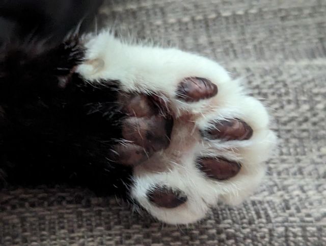 Toe Beans
