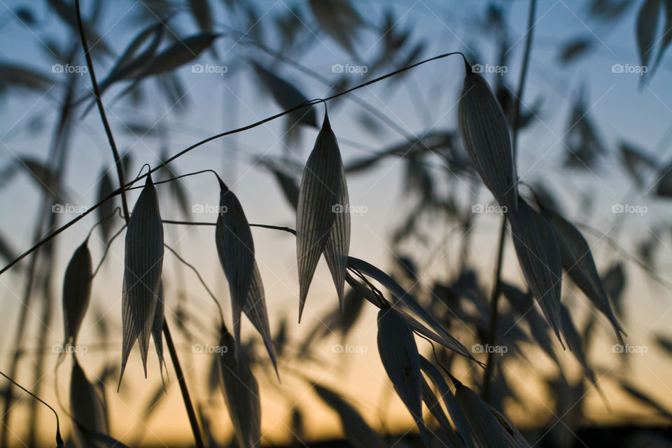 Barley field at sunset