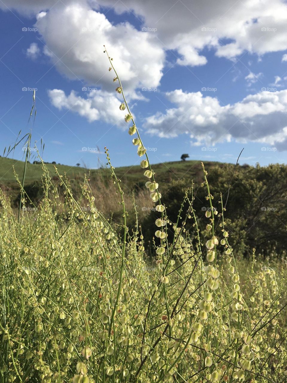 Original grass in meadows 