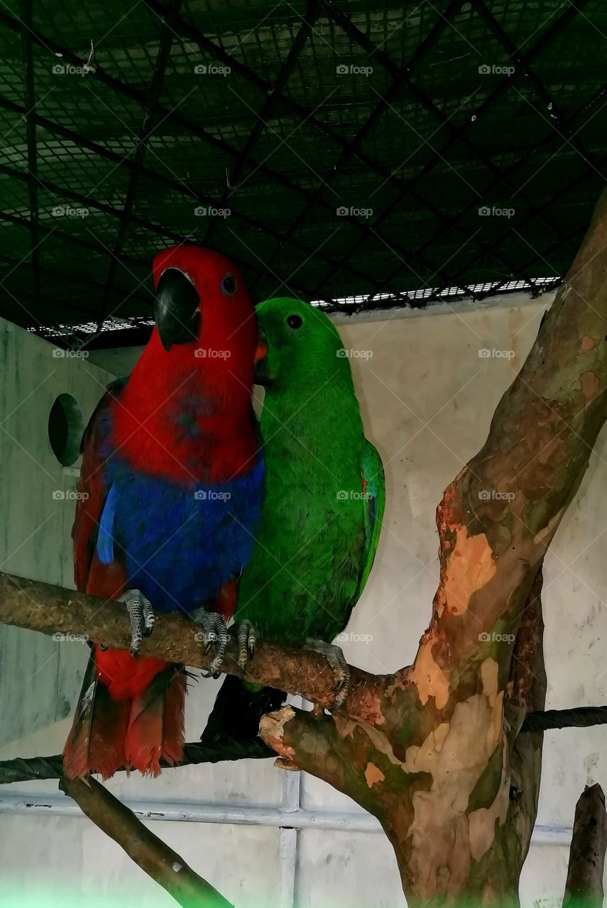 Parrots