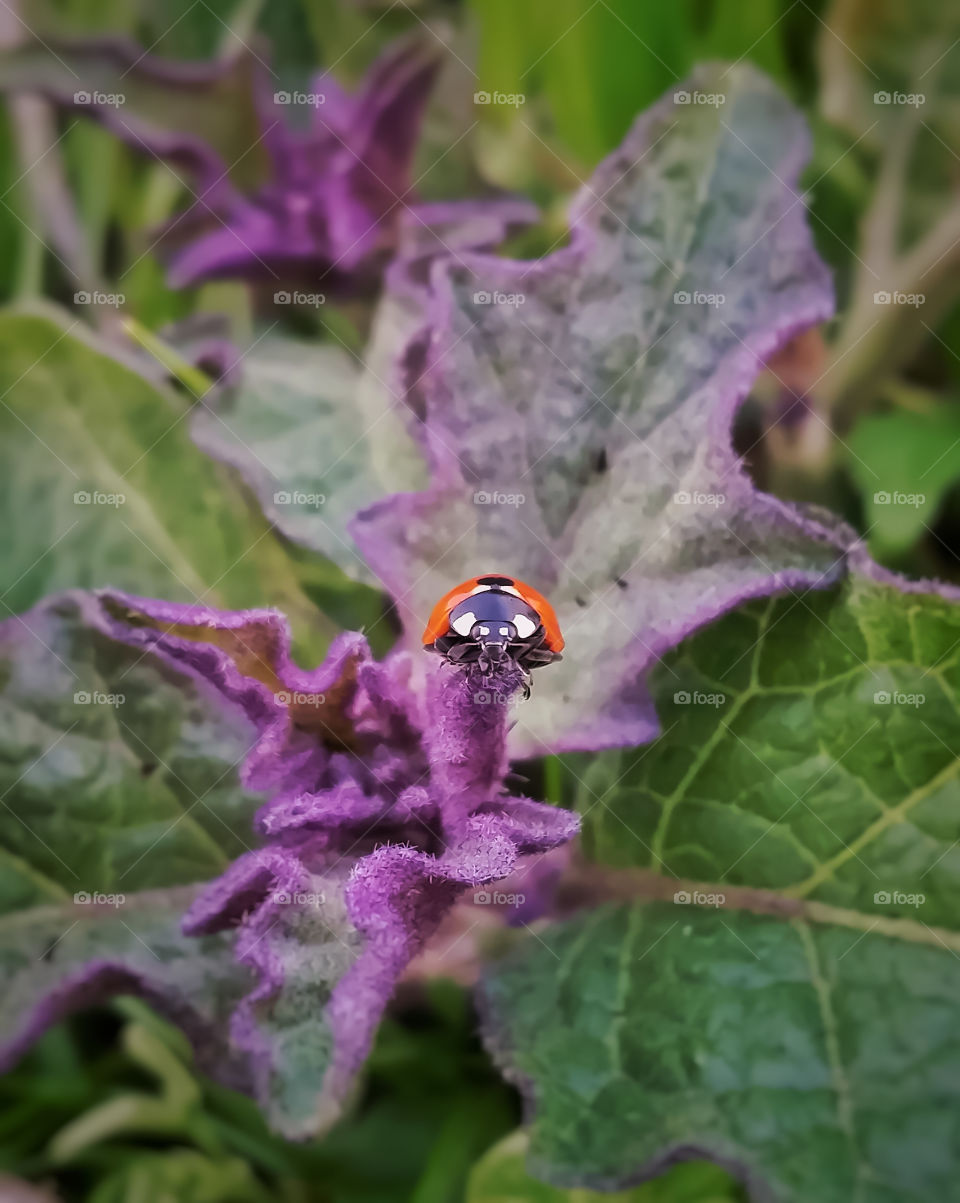 Beetle on the edge of purple leaf