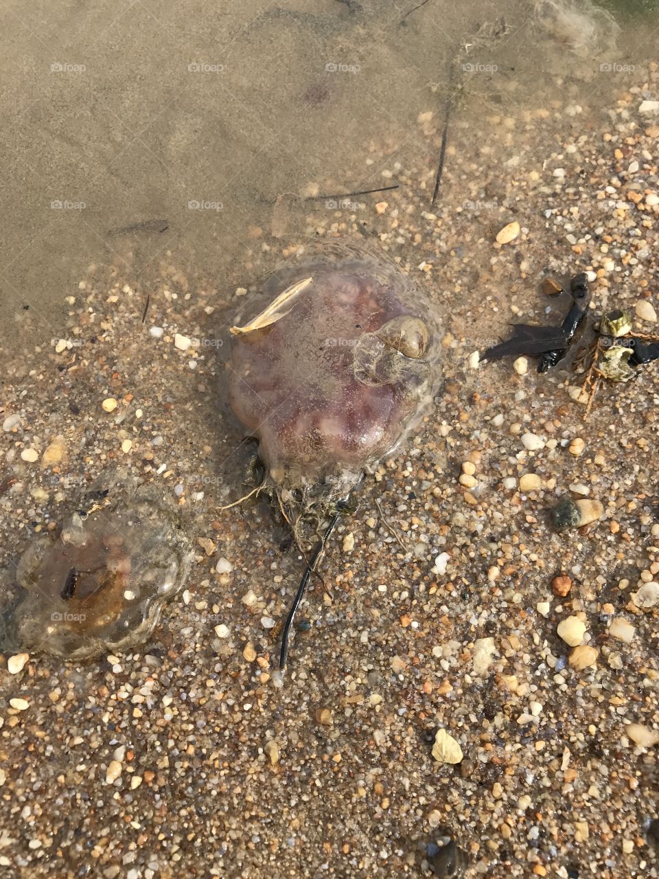 Jellyfish 