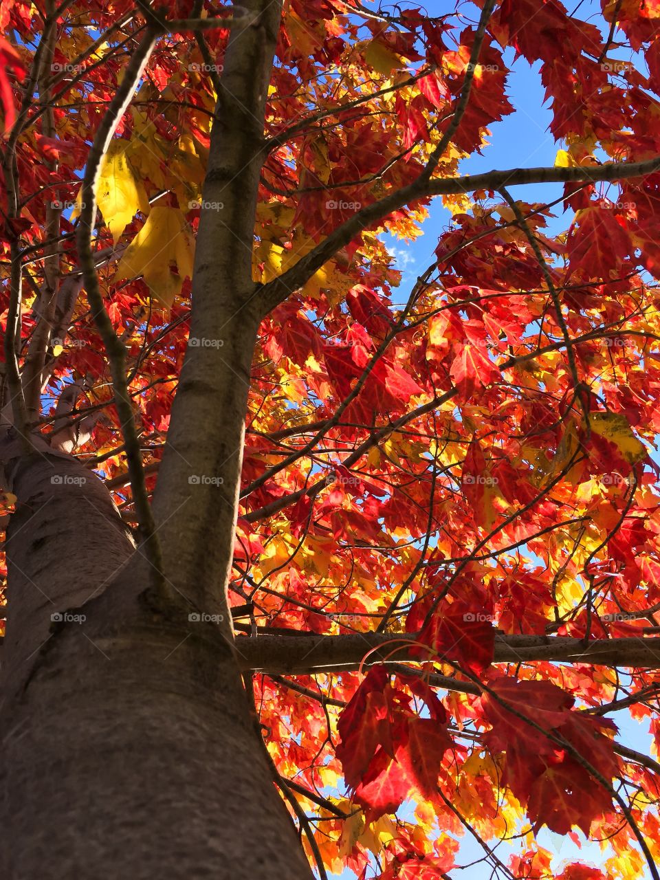 Fall Leaves